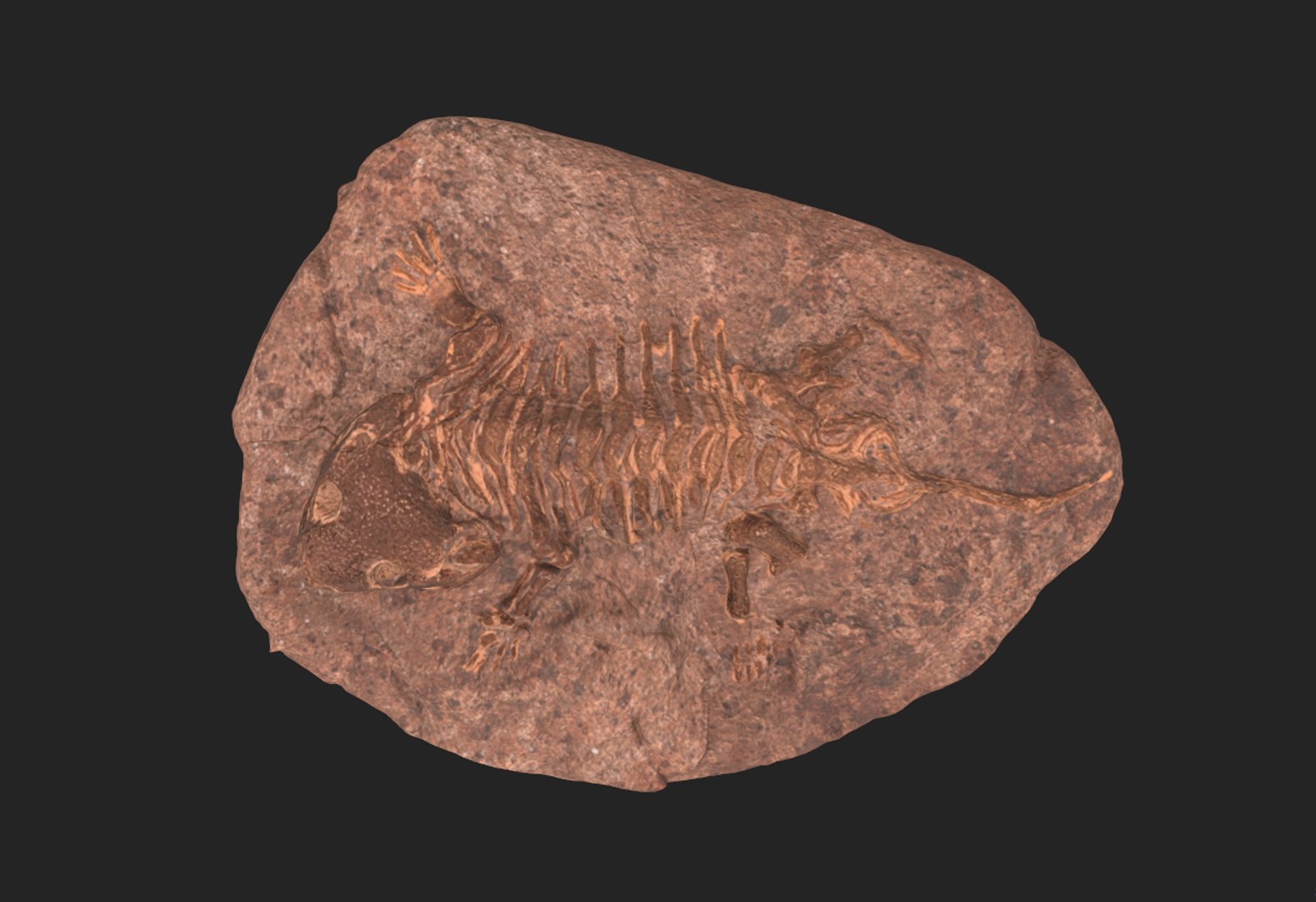 3D Fossil model https://p.turbosquid.com/ts-thumb/Pp/1C39Wg/5j/screenshot_5/png/1764609132/1920x1080/fit_q87/e7a9199c5fb7b16f20e747f866ce21e682431fb6/screenshot_5.jpg