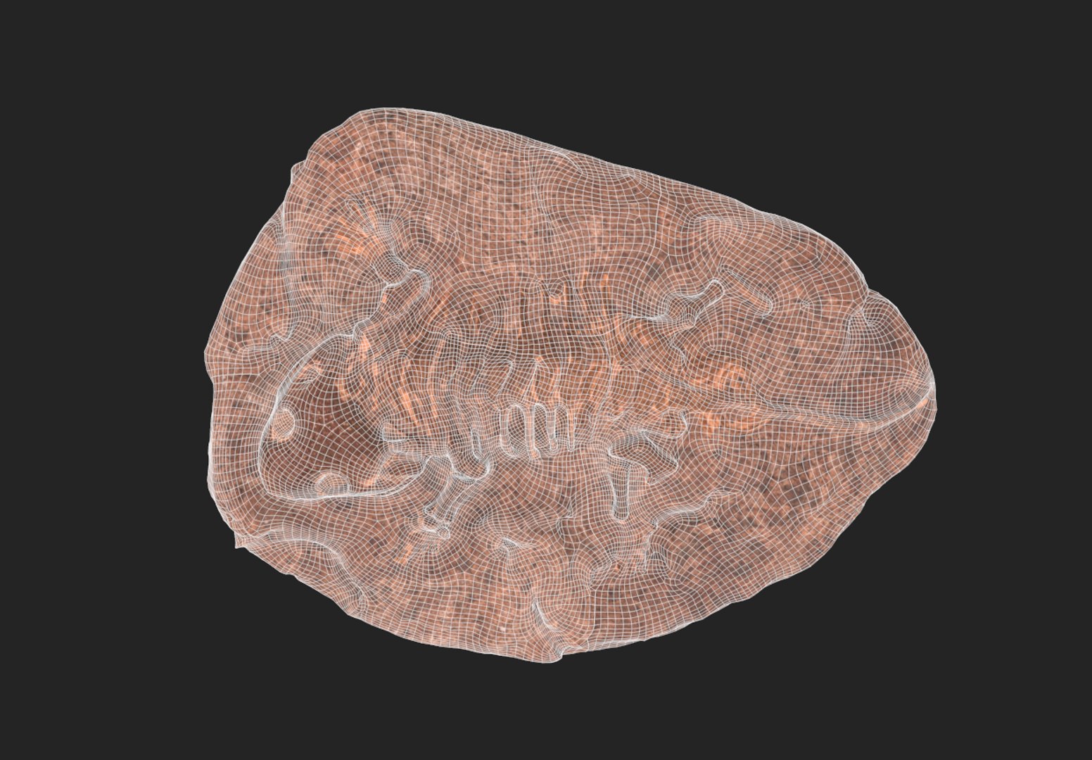 3D Fossil model https://p.turbosquid.com/ts-thumb/Pp/1C39Wg/BX/screenshot_1/png/1764609127/1920x1080/fit_q87/3dd0e85284a18aa1b9a22976af21e33486e3b48d/screenshot_1.jpg
