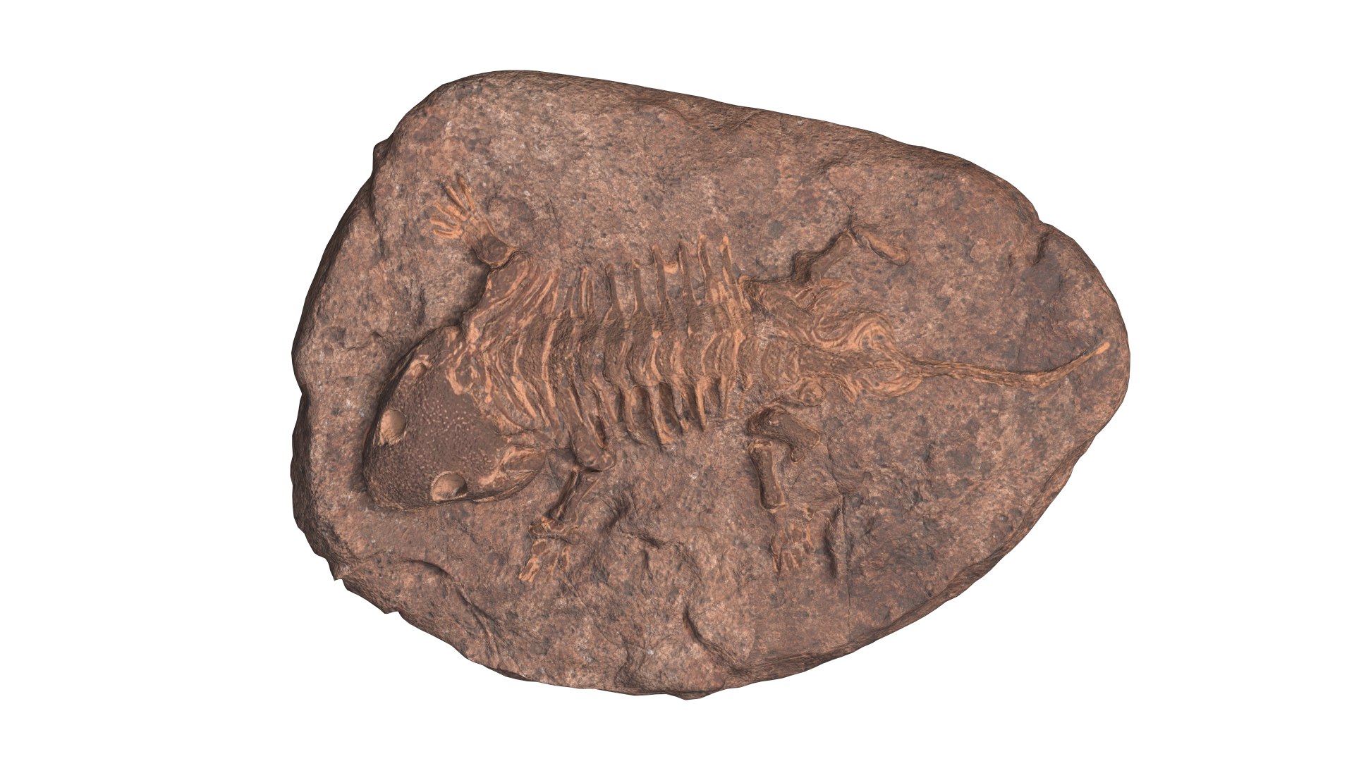 3D Fossil model https://p.turbosquid.com/ts-thumb/Pp/1C39Wg/Cp/fossil1/png/1764609121/1920x1080/fit_q87/593bae69ea8f8bad57f2531a5efee7fb518696cd/fossil1.jpg