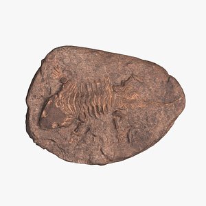 3D Fossil model