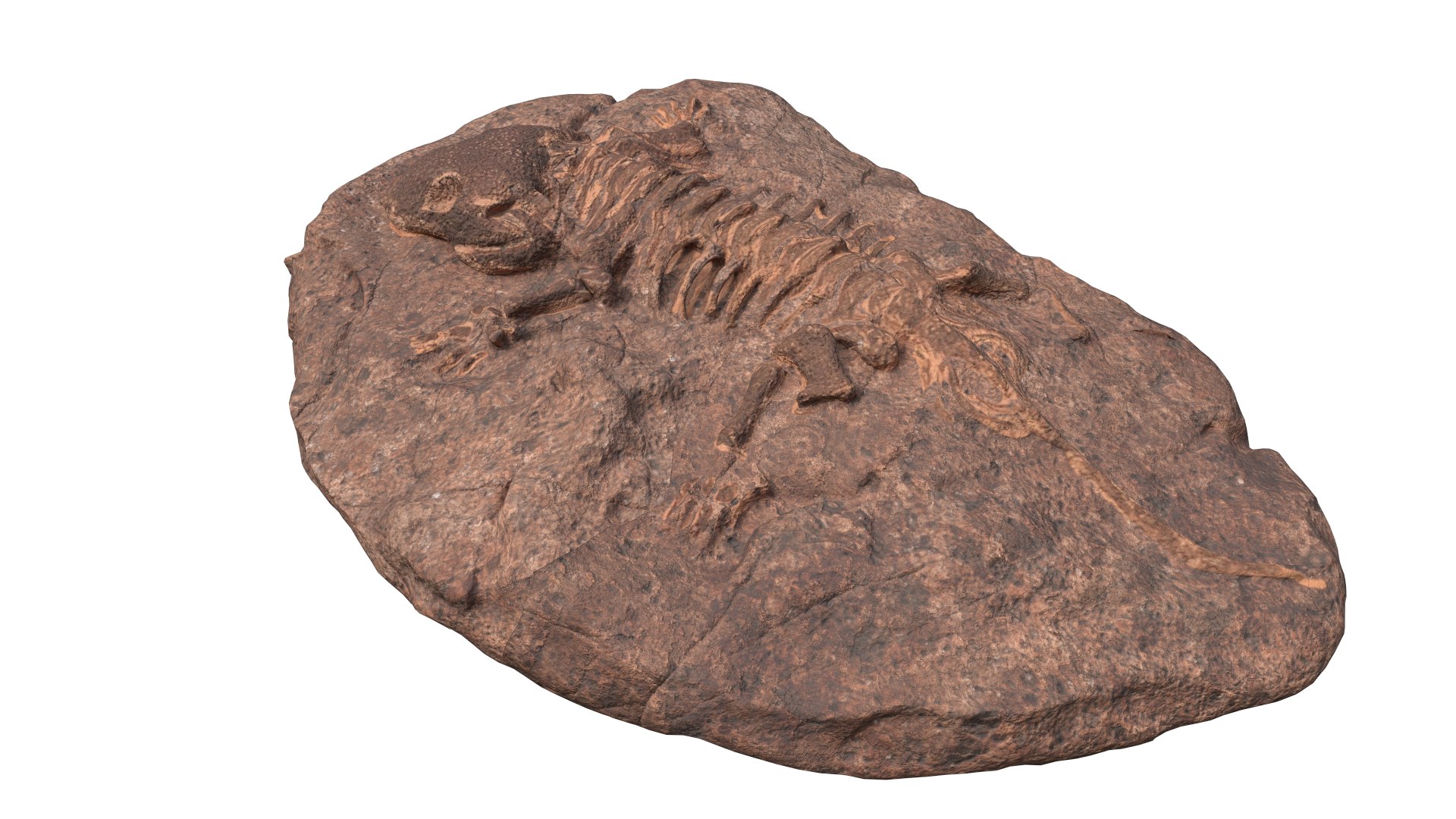 3D Fossil model https://p.turbosquid.com/ts-thumb/Pp/1C39Wg/Sk/fossil3/png/1764609122/1920x1080/fit_q87/53b8124dac0974256fad0f2810419a840266ead0/fossil3.jpg