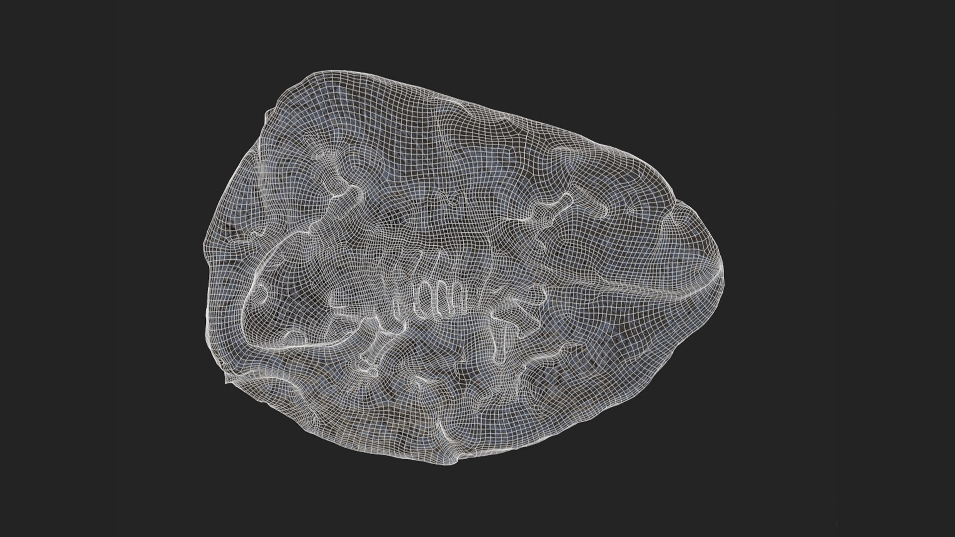 3D Fossil model https://p.turbosquid.com/ts-thumb/Pp/1C39Wg/uz/screenshot_2/png/1764609130/1920x1080/fit_q87/43e2d89227834ebc244a3b4e33ea785a82171e4c/screenshot_2.jpg