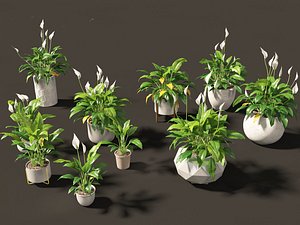 3D Spathiphyllum kochii - Peace lilies
