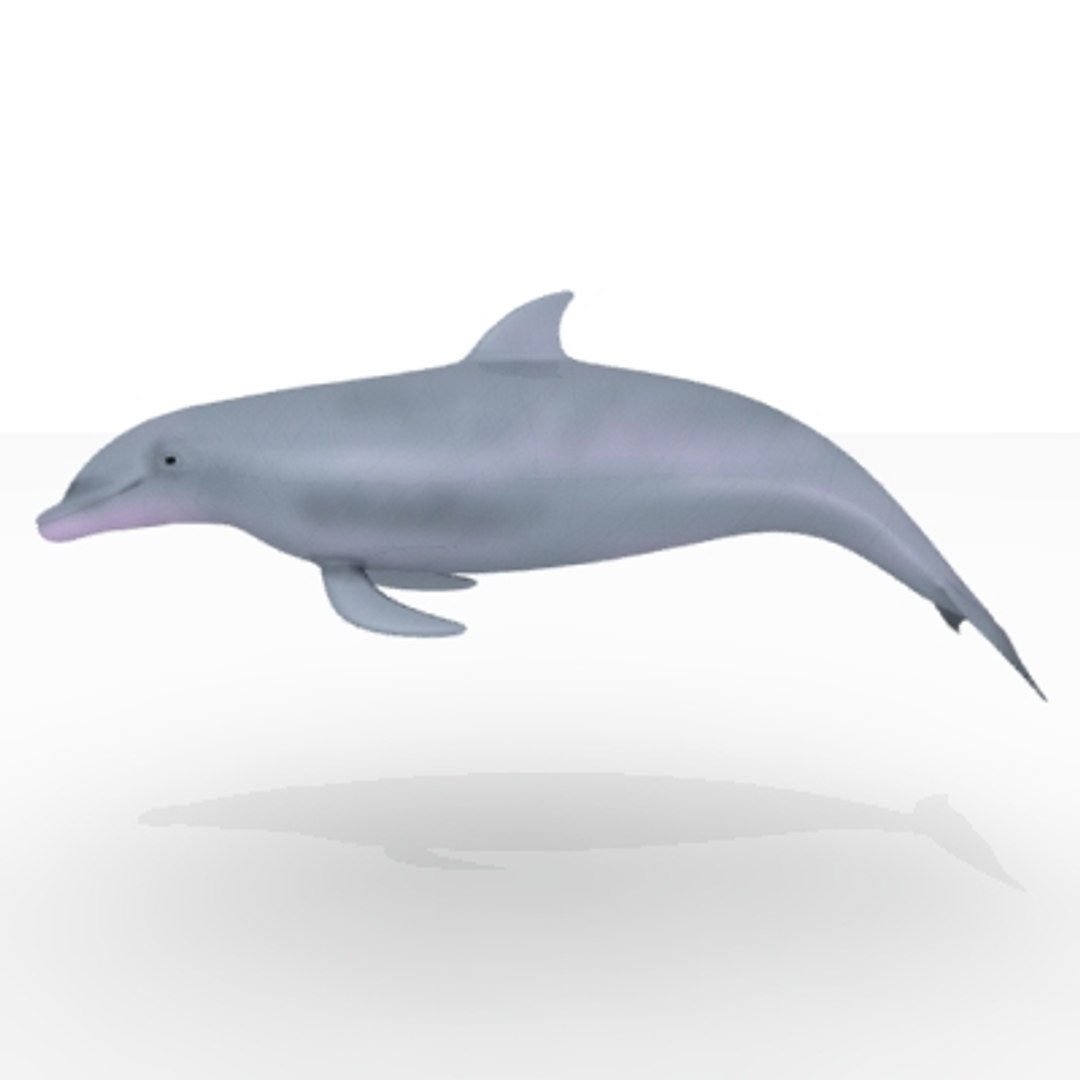 3d Dolphin Model