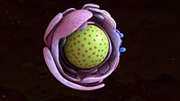 Cellular Nucleus and Endoplasmic Reticulum Biology