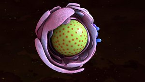 Cellular Nucleus and Endoplasmic Reticulum Biology