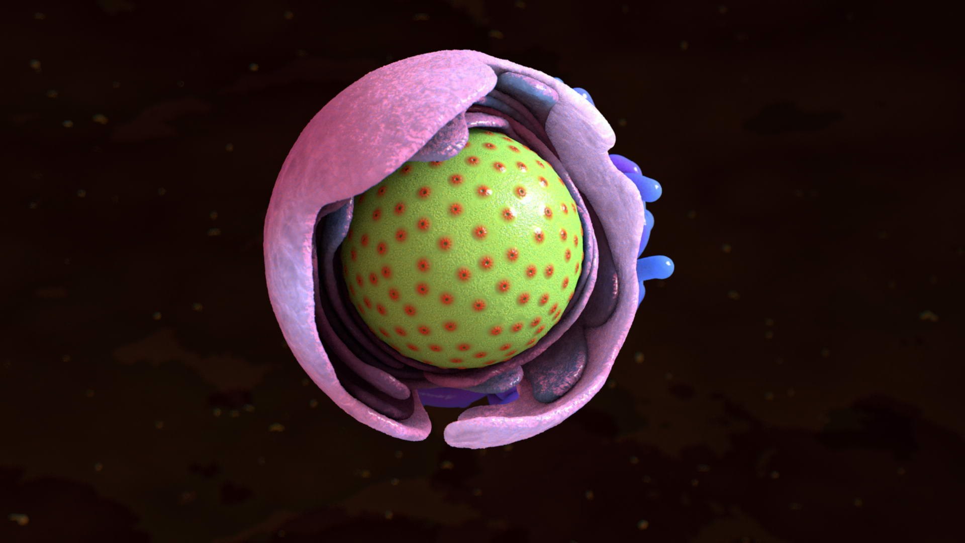 Cells Nucleus Endoplasmic Reticulum 3d Model
