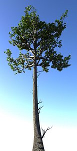 MR Render Ready Trees -Tall Piney type