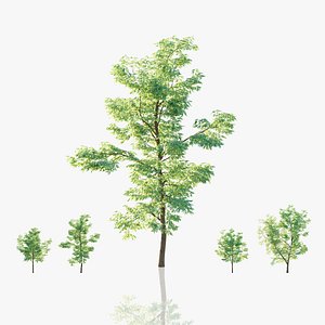 Black Locust Trees