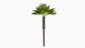 tall desert palm tree 3d obj