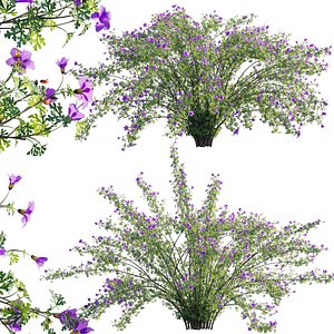 3D Alyogyne huegelii - Blue Hibiscus 02
