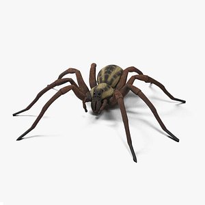 3D model Animated Wolf Spider