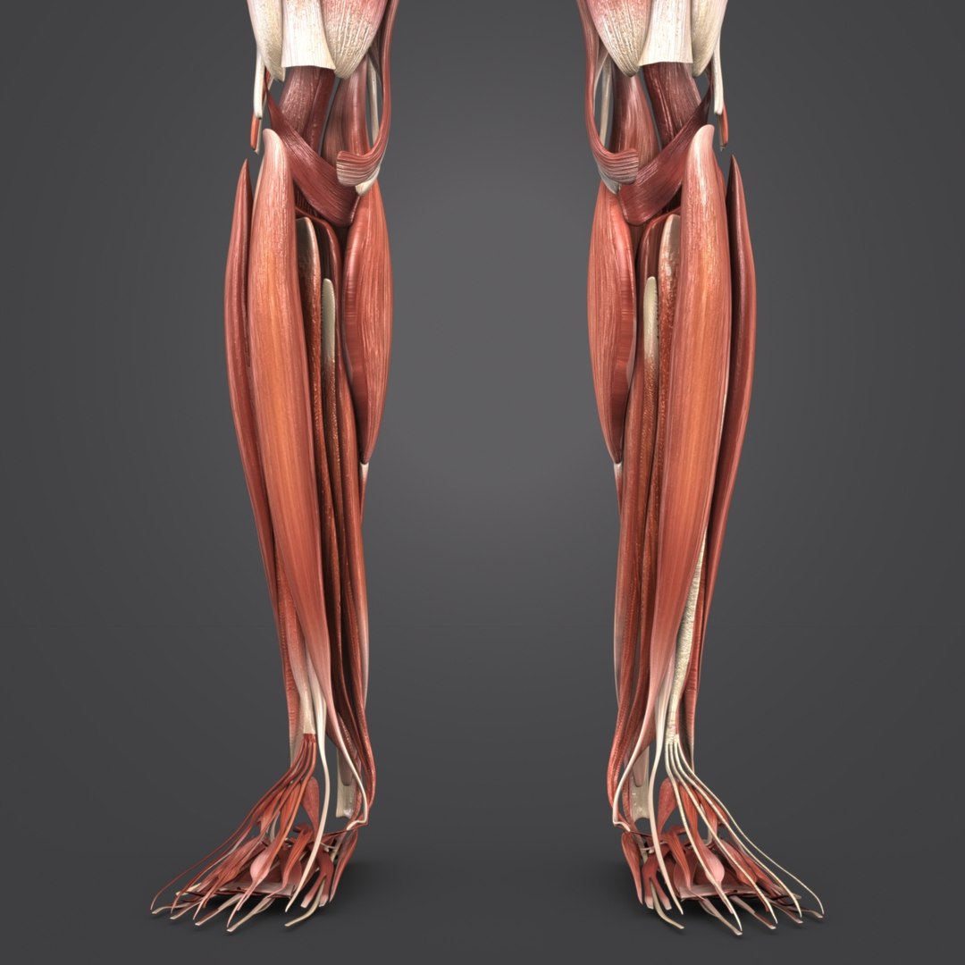 Muscular human body muscles 3D model - TurboSquid 1268827