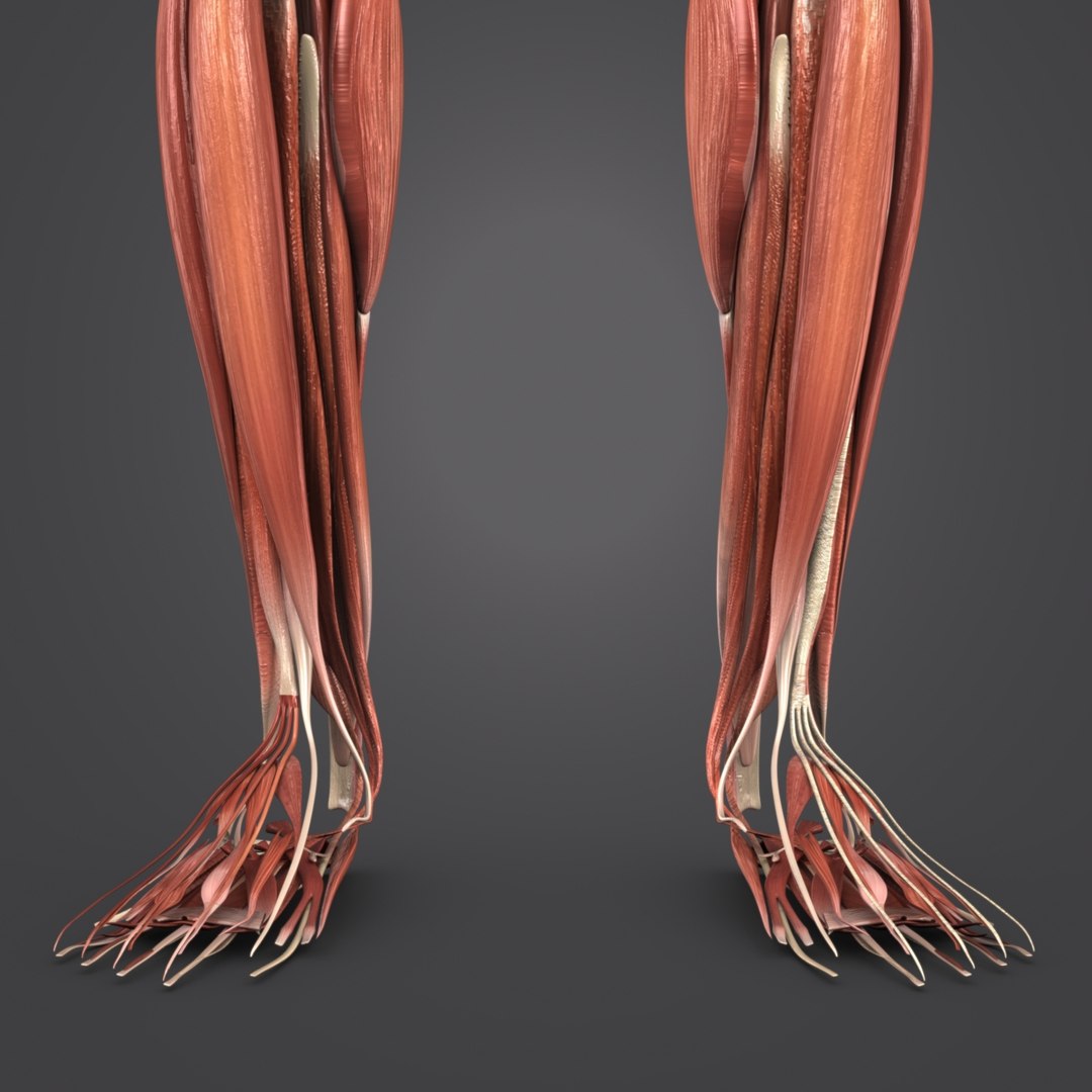 Muscular human body muscles 3D model - TurboSquid 1268827