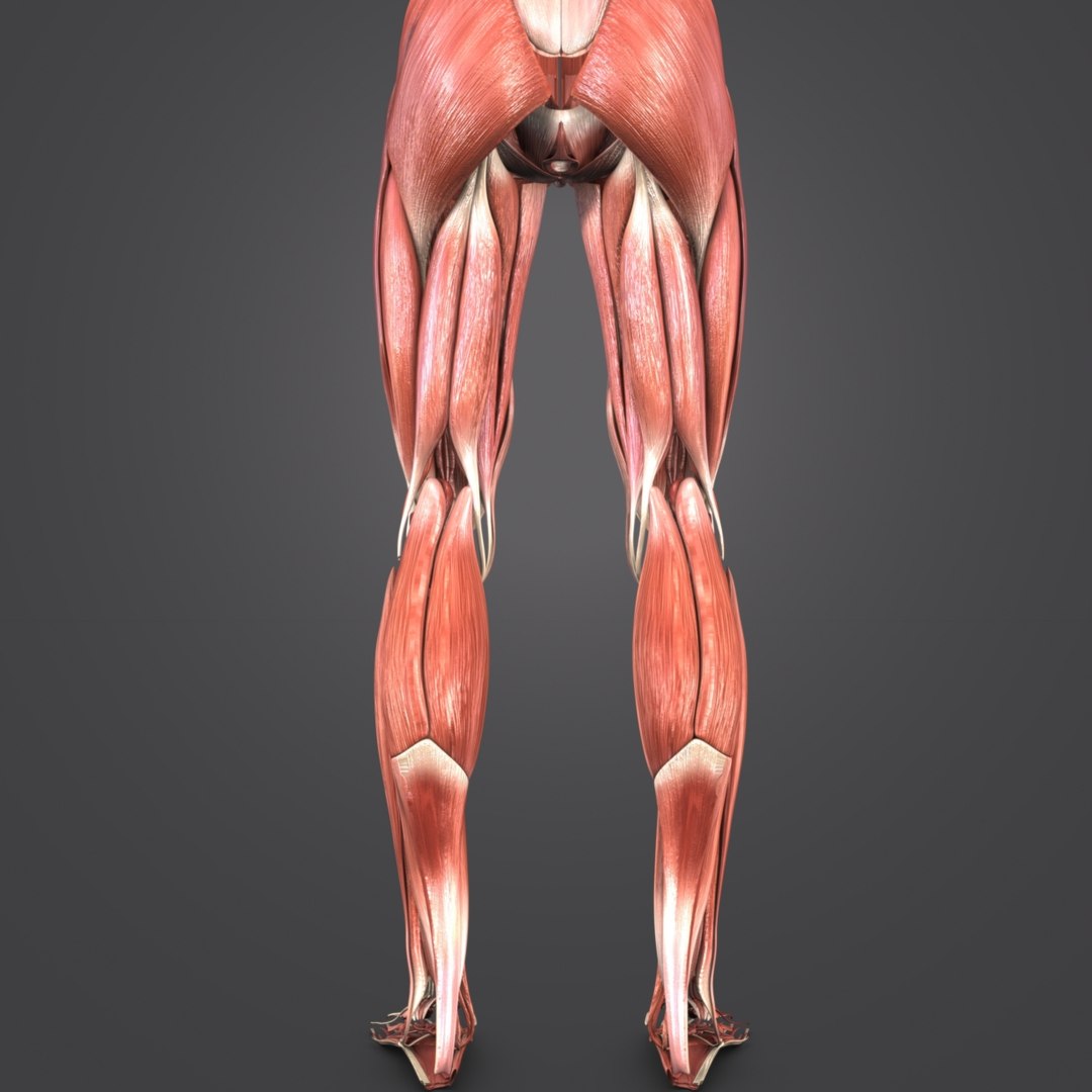 Muscular human body muscles 3D model - TurboSquid 1268827