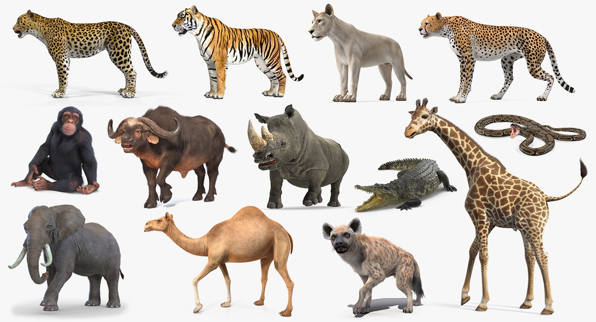 Rigged African Animals Collection 10 for Cinema 4D 3D model preview
