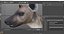 Rigged African Animals Collection 10 for Cinema 4D 3D