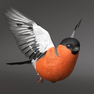 Bullfinch Male Bird Flying Animated Rigged For Maya