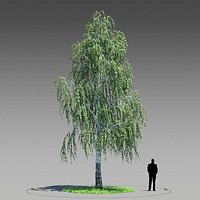 Birch Tree 02 - Betula Pendula
