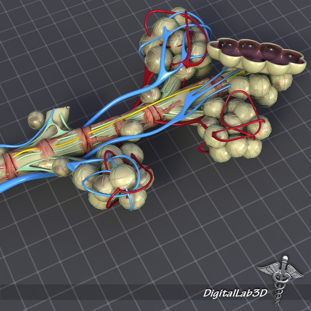 Bronchial Anatomy Bronchi C4d