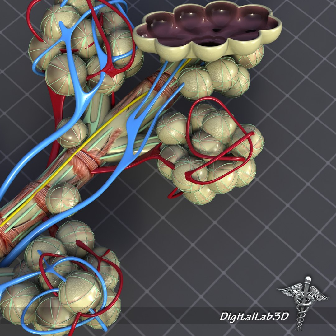 Bronchial Anatomy Bronchi C4d