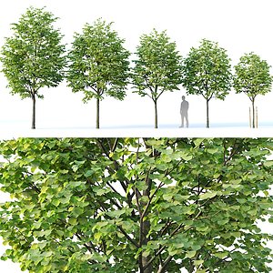 3D model tilia trees