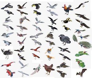 30 Birds Rigged Collection