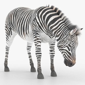 Savanna Zebra Eating Animated Fur Rigged For Blender