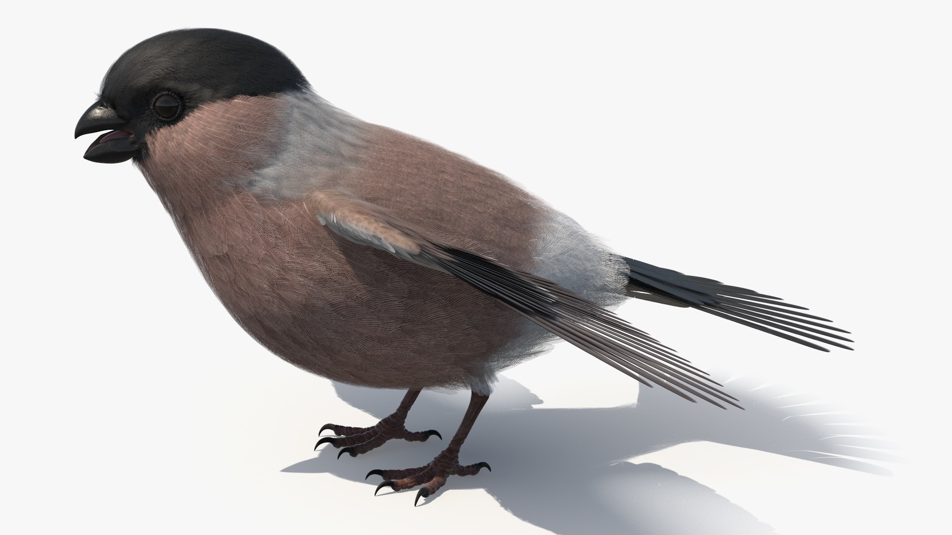 Bullfinch Female Bird 3D model preview