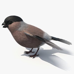 Bullfinch Female Bird 3D model
