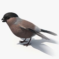 Bullfinch Female Bird