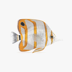 3D copperband butterflyfish model