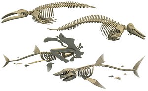 Sharks Dolphin Whale Skeletons