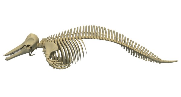 Skeleton whale shark dolphin 3D - TurboSquid 1238796