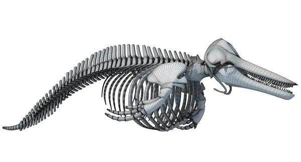 Skeleton Whale Shark Dolphin 3d - Turbosquid 1238796