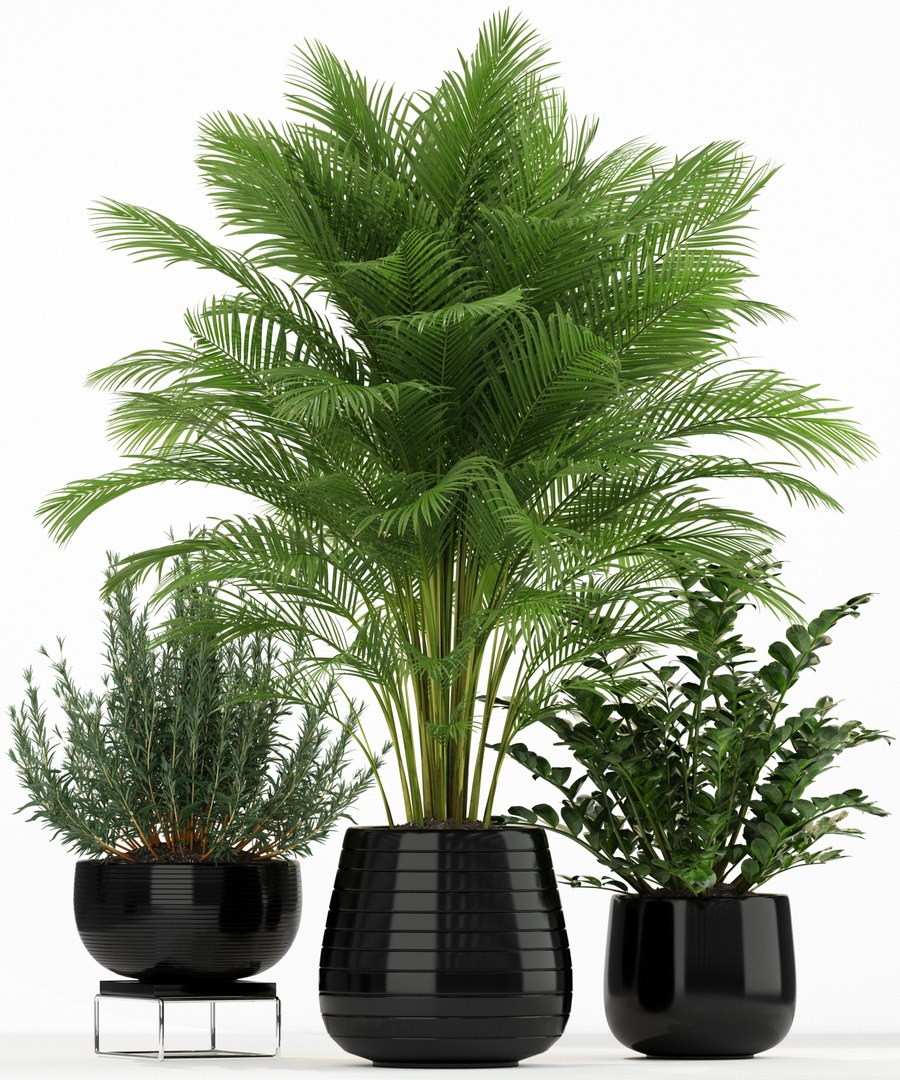 plants 180 model https://p.turbosquid.com/ts-thumb/Pq/sEXjFo/PmXNBaF2/plant_180_02/jpg/1562417365/1920x1080/fit_q87/74d1e19386e69122a466cdba02a6e89ba4a05748/plant_180_02.jpg