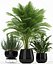 Plants collection 180