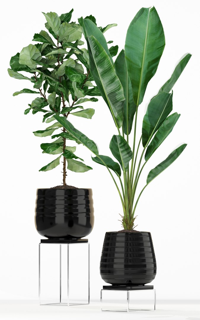 plants 180 model https://p.turbosquid.com/ts-thumb/Pq/sEXjFo/ecqdV4XU/plant_180_04/jpg/1562417365/1920x1080/fit_q87/c4b9476d29f9c957ecc303c1339cc88ab1033102/plant_180_04.jpg