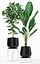 Plants collection 180