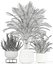 Plants collection 180