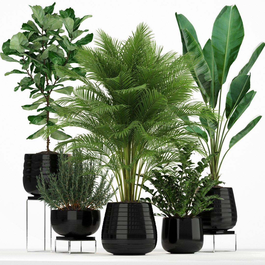 plants 180 model https://p.turbosquid.com/ts-thumb/Pq/sEXjFo/hsMYFZfX/plant_180_01/jpg/1562417365/1920x1080/fit_q87/9210f53eccba5669d33a9b4247d8ac7680a1a57c/plant_180_01.jpg