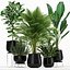 Plants collection 180