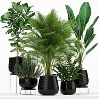 Plants collection 180