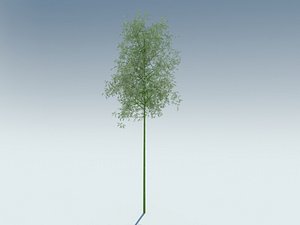 sagano bamboo 3D model