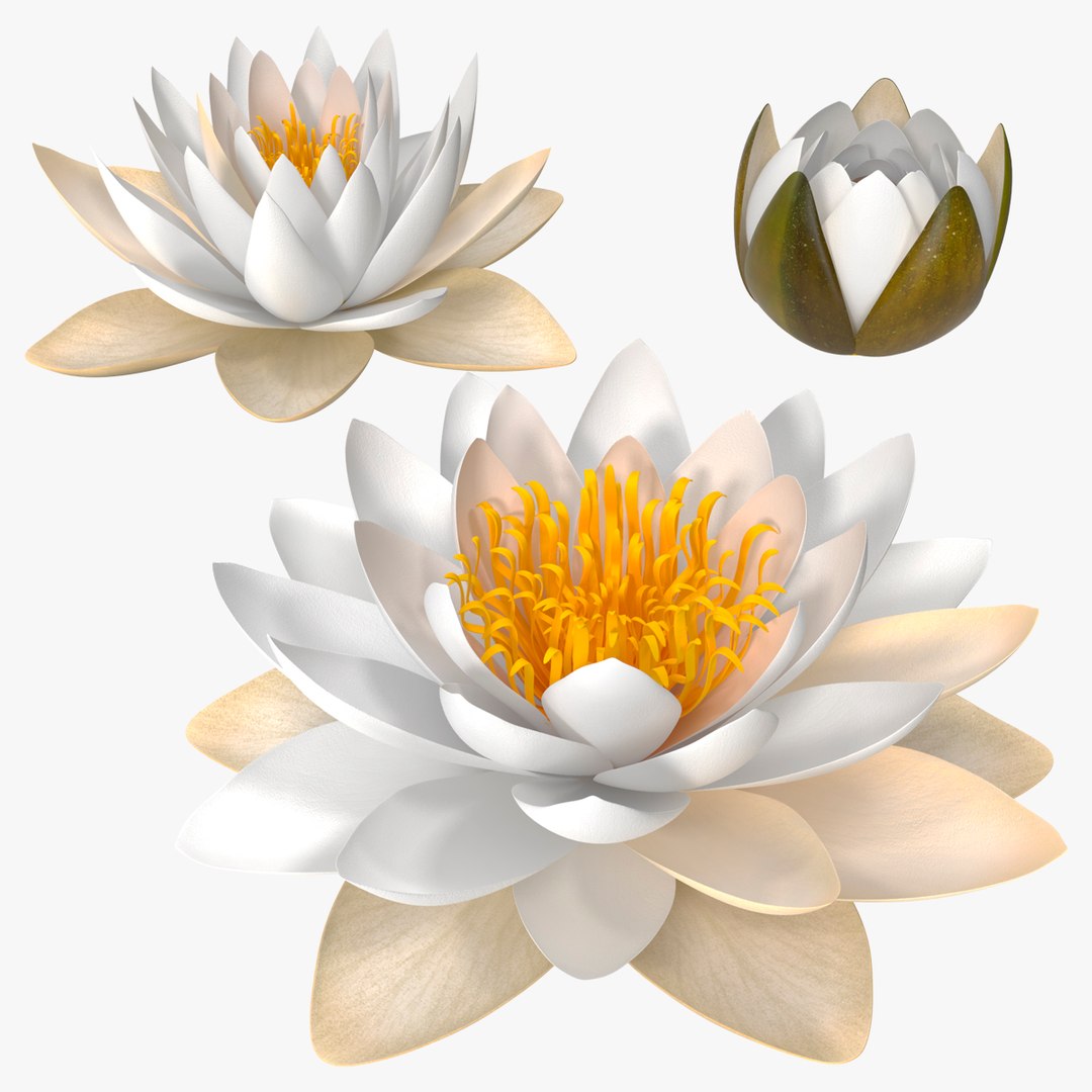 European White Water Lily Nymphaea Alba Set 3D model preview