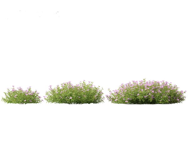 modelo 3d Phlox subulata - flox rastrero 01 - TurboSquid 2125447