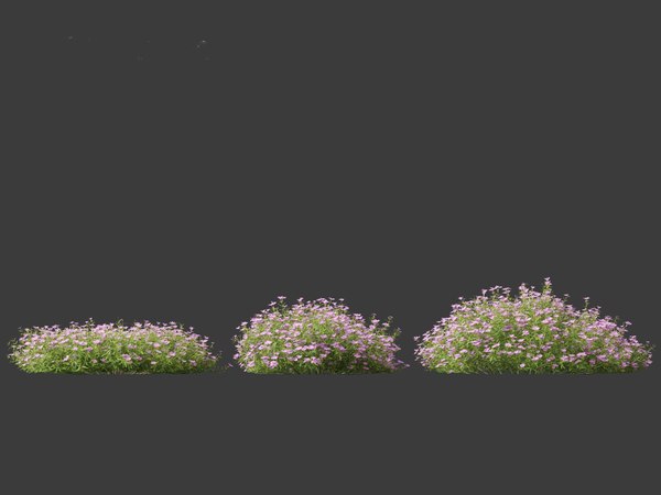 modelo 3d Phlox subulata - flox rastrero 01 - TurboSquid 2125447