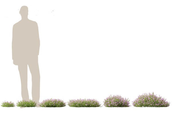 modelo 3d Phlox subulata - flox rastrero 01 - TurboSquid 2125447