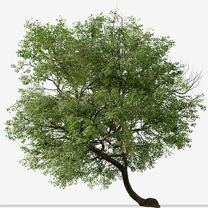 Set of Prunus avium or Sweet Cherry Tree - 2 Trees 3D model