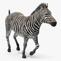 Striped Equine Running Fur